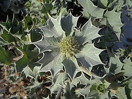 冬青樹(shù),廠(chǎng),沙丘植物區(qū)系