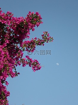 葉子花,天空,月球
