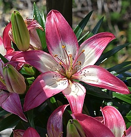 亞洲百合,花,開花