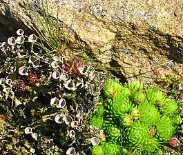 石園,巖石園林植物,houseleek