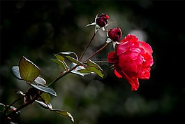性質(zhì),玫瑰,花