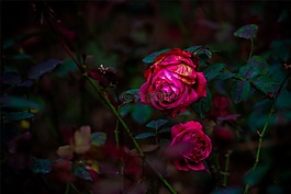 月季,紅色,暗