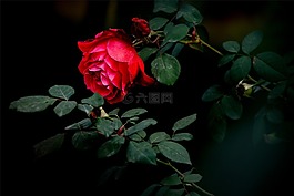 月季,紅色,暗