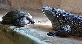 龜,鱷魚,動(dòng)物