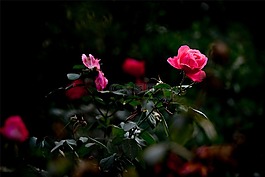 花,月季,美