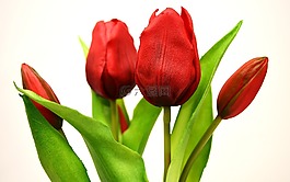 郁金香,鮮花,人工