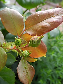 粉色,芽,鮮艷的色彩