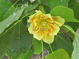 郁金香樹,北美鵝掌楸種子,magnoliengewaechs
