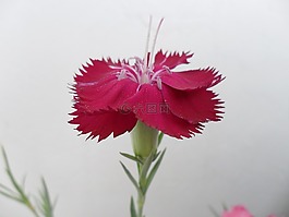 丁香,花,康乃馨