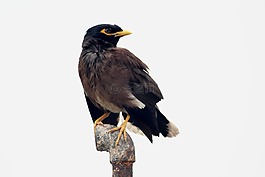 八哥,常見的八哥,acridotheres tristis