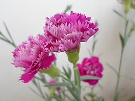 丁香,花,康乃馨