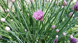韭菜,草本植物,自然