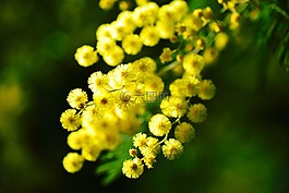 含羞草,microscope,花