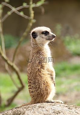 貓鼬,動(dòng)物園,性質(zhì)