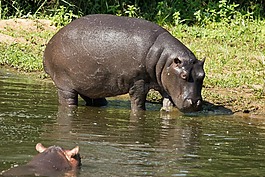 河馬,減肥,動物