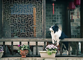 花,亭子,狗