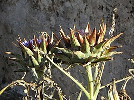 朝鮮薊,廠,蔬菜