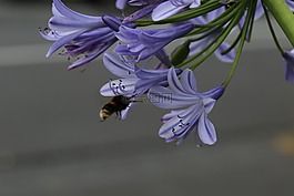 花,藍色,蜜蜂