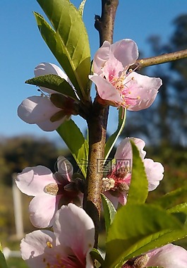 性質(zhì),花卉,植物