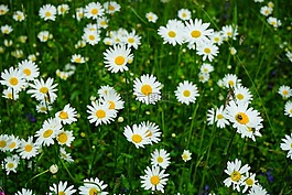 草甸雛菊,鮮花,leucanthemum 幼苗