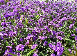 领域的鲜花,紫,鲜花