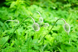klatschmohn芽,knopsen,毛茸茸