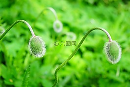 knopsen,klatschmohn芽,klatschmohn