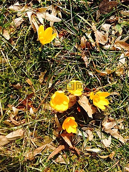 藏紅花,花,黃色