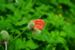 klatschmohn,春花,花