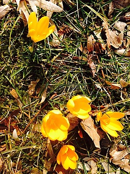 藏紅花,花,黃色