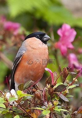 然佩爾,鳥,性質(zhì)