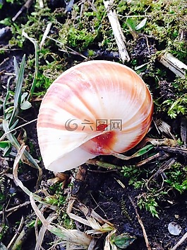 蜗牛,红酒蜗牛,性质