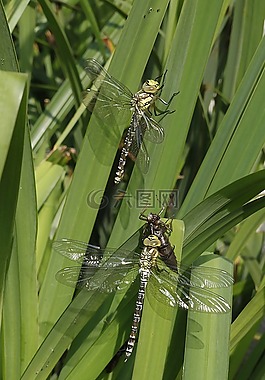 蜻蜓,性質(zhì),昆蟲