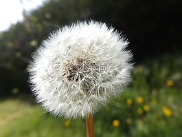 蒲公英,鮮花,白
