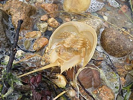 馬蹄鐵,蟹,海洋