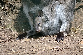 袋鼠,青年,動(dòng)物園