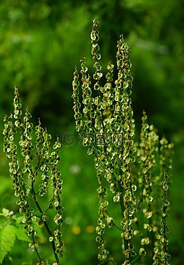 梅多斯 sauerampfer,花序,鲁梅克斯模