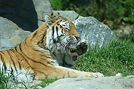 虎,amurtiger,西伯利亚虎