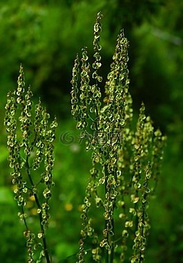 梅多斯 sauerampfer,花序,鲁梅克斯模