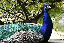 孔雀,男性,鳥