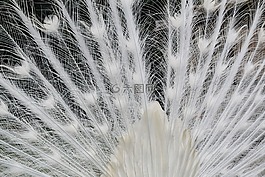 孔雀,動(dòng)物,公園