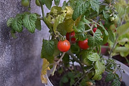 番茄,櫻桃,蔬菜
