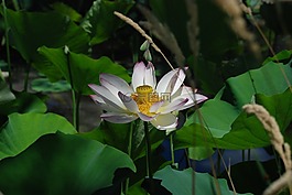 蓮花,花,葉