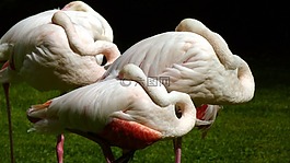 火烈鳥,粉紅色的火烈鳥,水禽