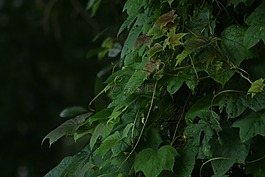 葉,綠色,變焦