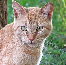 猫,姜猫,宠物