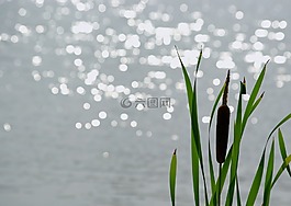香蒲,芦苇,植物