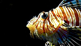 红色火灾鱼,太平洋 rotfeuerfisch,显示水族馆
