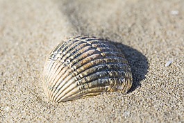 外殼,海灘,砂