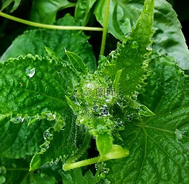 雨,蔬菜,食品